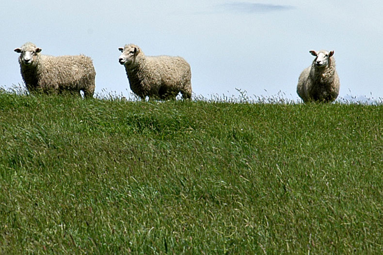 16 Nov 04 - 3 Sheep on a Hill