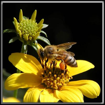 Pollination