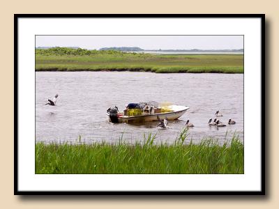 Crabber and His Friends