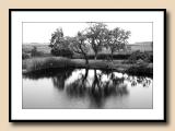 Grey Day Reflections