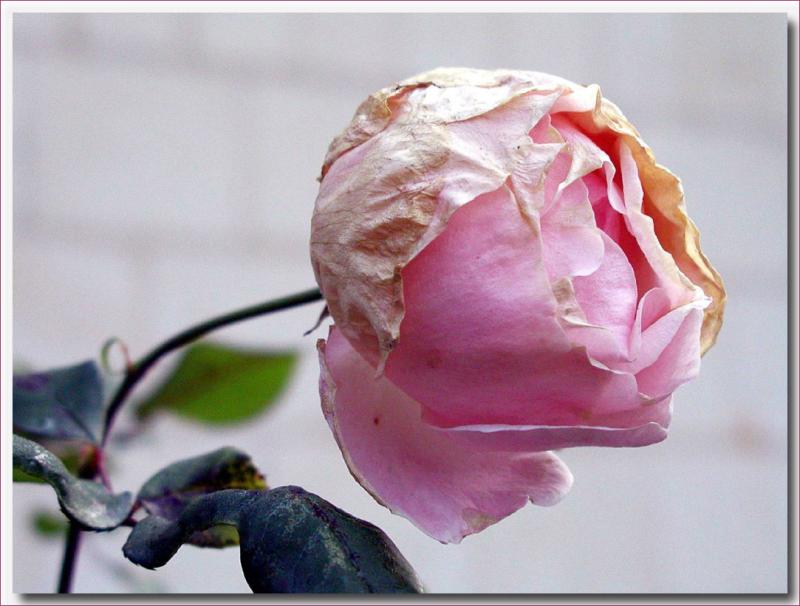 rose fane (en ce moment , y que a dans le jardin )