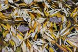 Willow Leaves on Willow Pond