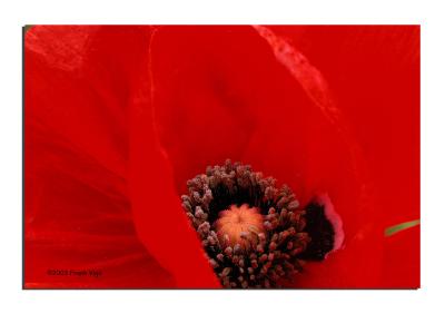 Brilliant Crimson