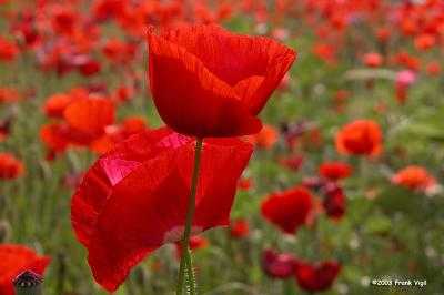 Poppy Field 2