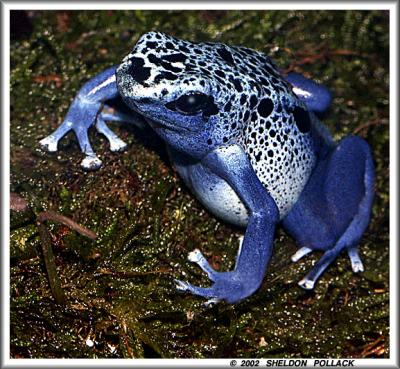 blue-frog-3.jpg