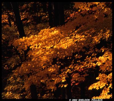 yellow-leaves.jpg