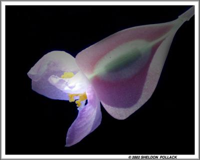 u19/pollackphoto/medium/8782618.begonia2.jpg