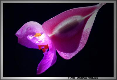 u19/pollackphoto/medium/8782619.begonia1.jpg