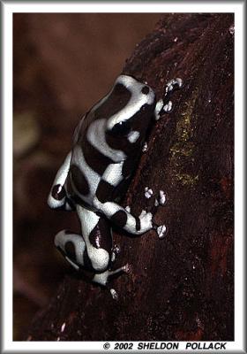 black-white-frog.jpg