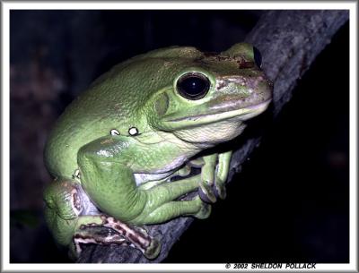 u19/pollackphoto/medium/8783023.greenfrog.jpg