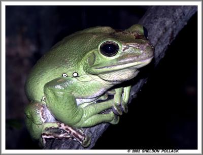 green-frog.jpg