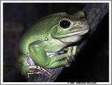 green-frog---4-.jpg