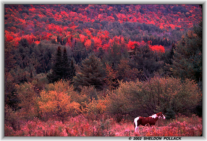 Horse-in-the-valley.jpg