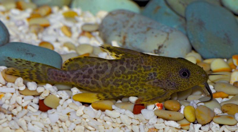 Upside-Down Catfish