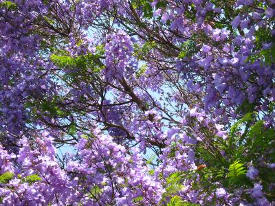 jacaranda