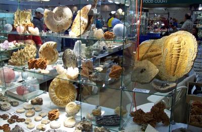 Fossils for Sale