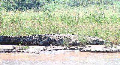 u19/rbc05/medium/36383995.Croc_sketch.jpg