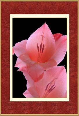 Peach flower  frame.jpg
