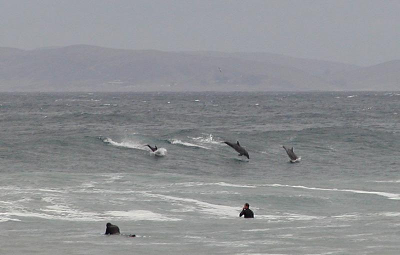 Dolphins show how its done