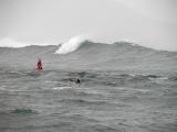 Kayaker, seal, and gull