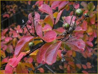 Crepemyrtle-fall1