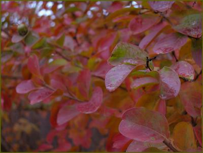 Crepemyrtle-fall2