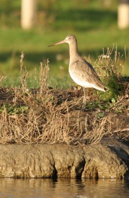 Godwit---evening-light.jpg
