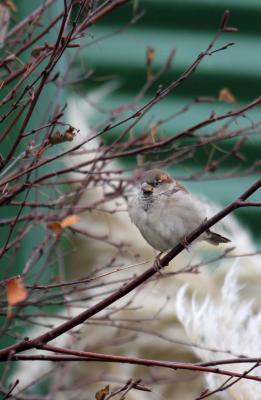 Tree-Sparrow.jpg