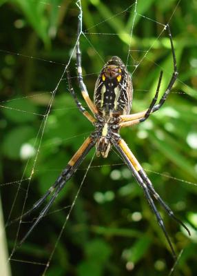 Banded Yellow Garden Spider (3078)