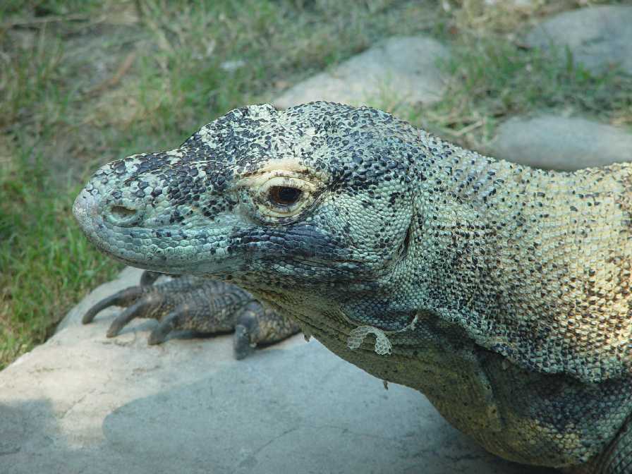 Komodo Dragon (3024)