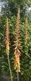 Aloe Flowers