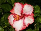 White with red fringes