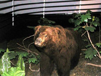 AAAAHHHHHH! A BEAR!