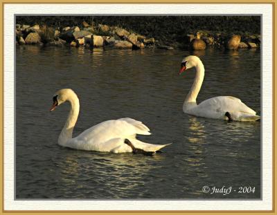 A Pair of Swans