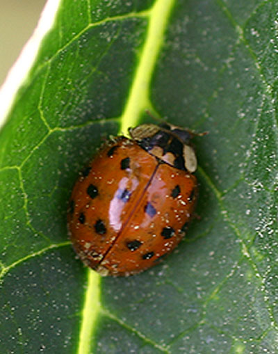 0002 ladybug 04.jpg