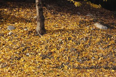 Autumn Leaves 065A.jpg