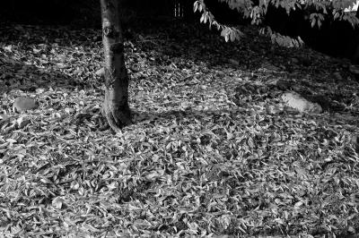 Autumn Leaves 066BW.jpg