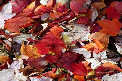 Autumn Leaves 072A.jpg