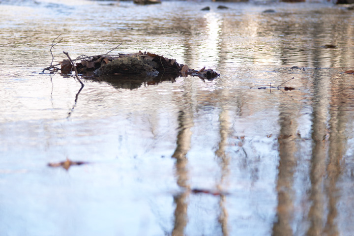 Root and Reflections.jpg