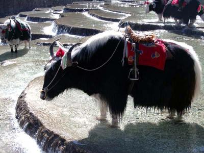 Maoniu in Baishi River白水河上的耗牛