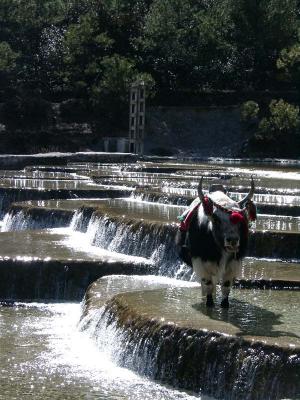 Maoniu and Baishi River耗牛與白水河