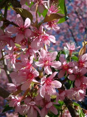 Sakura Closeup櫻花