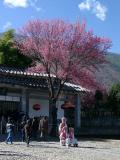Jinhua and Sakura<br />金花與櫻花