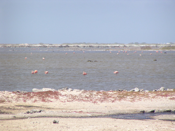 Many flamingos foraging for shrimp