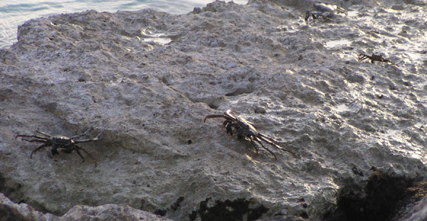 Crabs basking in the sun