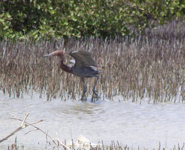 Reddish Egret