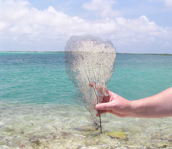 Skeletonized Fan Coral