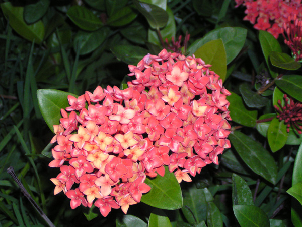 Ixora coccinea  - one of many beautiful flowers in the gardens at the Divi Flamingo Resort