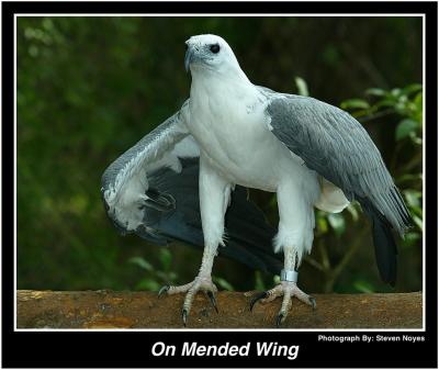 On Mended Wing