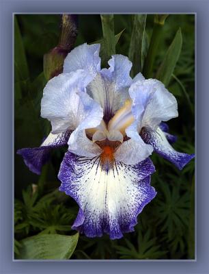 Bearded-Iris-Web.jpg